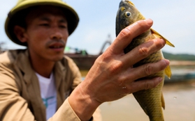 Sông Đà cạn trơ đáy: Người dân bất lực nhìn cá, hoa màu chết khô