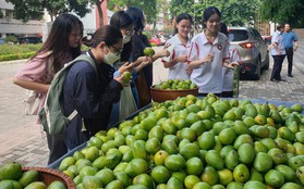 Không hổ là "trường nhà người ta", Ngoại thương hái xoài xanh trong khuôn viên để tặng cho sinh viên