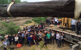 Máy xúc vô tình đào được cây gỗ 40m, công trường lập tức bị phong tỏa: Chuyên gia nhận định “kho báu” này không dưới 300 tỷ đồng