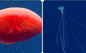 Những sinh vật bí ẩn dưới đáy đại dương khiến bạn vừa thích thú vừa sợ hết hồn