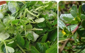 Việt Nam có 4 loại rau mọc dại ở khắp vùng quê, được thế giới săn lùng gọi là ''rau trường thọ''