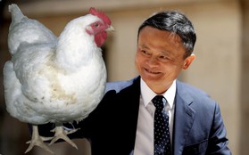 Cô gái quê gửi tặng Jack Ma một con gà mái để đổi lại một suất học bổng đại học: Kỳ tích xuất hiện!