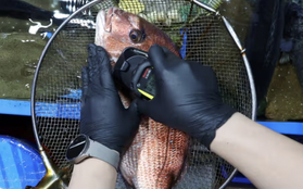 Cá ở Nhật nhiễm phóng xạ cao gấp 180 lần giới hạn cho phép