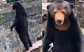 Vườn thú Trung Quốc đáp trả nghi vấn gấu do người đóng giả