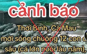 Truy tìm cá nhân đưa tin 12 con cá sấu xổng chuồng ở Cà Mau