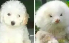 Người đàn ông chi 4 triệu đồng mua 2 con chó Poodle, lúc đi khám mới ngớ người: Đây không phải chó!