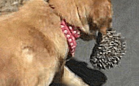Chó Golden tha về “vật lạ” khiến chủ giật mình hoảng hốt