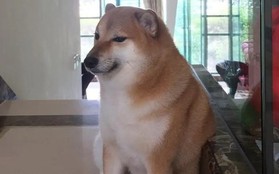 Chú chó Shiba nổi tiếng được chế meme nhiều nhất mạng xã hội qua đời ở tuổi 12
