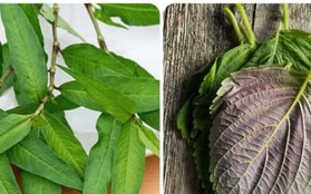 5 loại rau thơm giúp sống khỏe mọc đầy ở vườn nhà