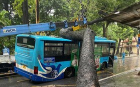 Hà Nội: Cây xà cừ bật gốc trong ngày mưa đè trúng xe buýt