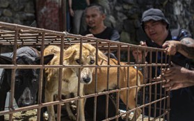Chợ thịt chó bị đóng cửa: Người dân "buồn bã" vì mất món truyền thống