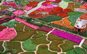 Thung lũng hoa Hồ Tây - “Đà Lạt trong lòng Hà Nội”