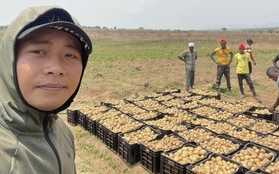 Quang Linh farm bội thu khoai tây trái mùa, thương lái tranh nhau mua nhưng số tiền thu về cả vụ mới choáng