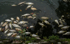 Hà Nội: Người dân nhăn mặt trước cảnh cá chết hàng loạt, bốc mùi hôi thối nồng nặc tại Hồ Tây