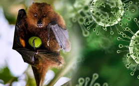 TPHCM giám sát người từ vùng có dịch virus Nipah