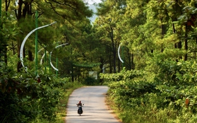 Nắng vàng, thông xanh nơi "Đà Lạt thu nhỏ" giữa lòng Quảng Ninh