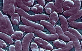 CDC Mỹ cảnh báo sức khỏe sau khi 5 người chết vì "vi khuẩn ăn thịt người"