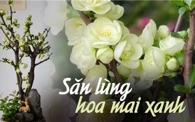 Lạ kỳ hoa mai có màu xanh ngọc lục bảo đang là hàng hiếm được chị em săn lùng chơi Tết năm nay