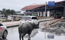 Trâu đi lạc vào sân bay Nội Bài