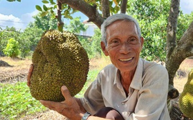 Lão nông ở Cần Thơ trồng giống mít "lạ", khách tranh mua