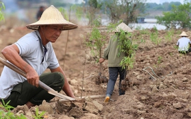 Trắng tay sau lũ vì những cành đào chết khô, người dân Nhật Tân giờ phải... trồng rau, hoa cúc để bán Tết