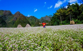 Hà Giang sẵn sàng đón du khách trong mùa hoa tam giác mạch