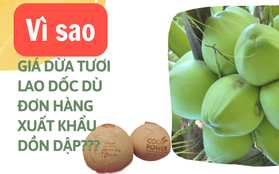 Giá dừa tươi giảm gần một nửa dù đơn hàng xuất khẩu dồn dập, vì sao?