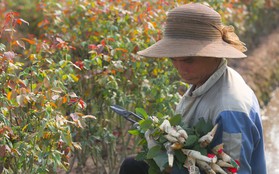 Nông dân làng hoa Mê Linh mất mùa 20/10, 'mót' từng bông hồng để bán