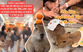 Capybara xuất hiện tại Hà Nội: Có người đi 3 lần mới được vào gặp "thần tượng", 25 phút vuốt ve quá ngắn ngủi so với số tiền bỏ ra?