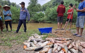 Cá của nhiều hộ dân chết hàng loạt, nghi bị đầu độc bằng hóa chất