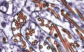 Lo ngại virus H5N1 có dấu hiệu thích nghi với người