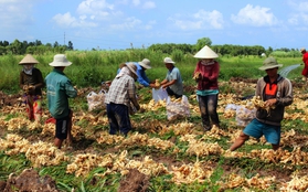 Loại củ giá rẻ của Việt Nam được thế giới săn lùng: Hóa ra cực tốt cho sức khỏe