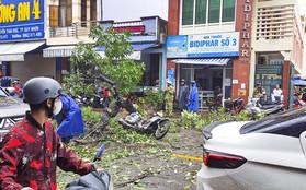 Cây xanh bật gốc đè trúng một người đi đường