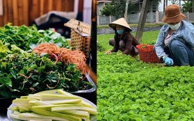 4 loại rau vườn nhà người Việt thường không lo thuốc sâu, "tốt ngang nhân sâm", mùa lạnh dùng ăn lẩu thì tuyệt ngon