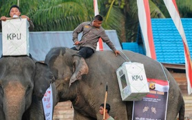 Indonesia dùng bò, voi, thuyền để đưa phiếu bầu đến tay cử tri nơi xa xôi