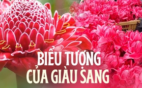 Loài hoa nghe tên đã thấy lộc lá, vừa ngắm vừa ăn được hội chị em săn lùng ngày vía Thần Tài