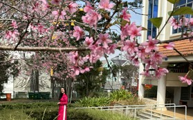 Loài hoa nhuộm hồng ngôi trường có cảnh quan đẹp bậc nhất Đông Nam Á