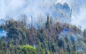 Vụ cháy tại Vườn quốc gia Hoàng Liên: Phải mất thời gian dài mới phục hồi hệ sinh thái