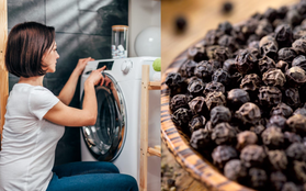 Thả một nắm tiêu đen vào máy giặt có công dụng gì?