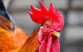 Tại sao mâm cúng Giao thừa bắt buộc phải có gà, mà thường là gà trống thiến?