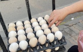Trứng gà rớt giá thảm chỉ còn 1.500 đồng/quả, nông dân lỗ 1,5 triệu đồng/ngày