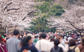 Lạm phát và hoa anh đào: Những tác động khiến việc ngắm quốc hoa của nước Nhật đang thay đổi, người dân "tính nhẩm" từng đồng