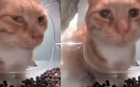 Bé mèo nổi tiếng chết ngay trên sóng livestream ứng dụng cho mèo hoang, nghi do hội ngược đãi động vật làm, lộ tin nhắn treo thưởng đến 600 USD
