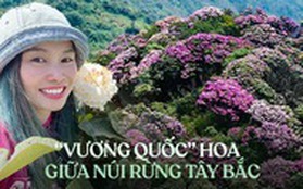 Lạc bước giữa Hoàng Liên ngắm "vương quốc hoa" đỗ quyên bung nở rực rỡ, biểu tượng của vùng đất chất chứa nhiều điều bí ẩn