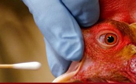 H5N1 có lây từ người sang người?