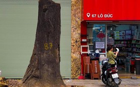 Cây sao đen nghi bị "bức tử" trên phố Lò Đúc: "Cứ nhà mới mọc lên là cây chết"