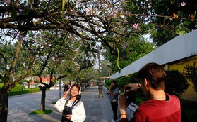 Thích thú check-in với hoa ban trên cung đường bình yên nhất Hà Nội
