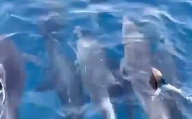 Đàn cá heo hơn 100 con "nhảy múa" ở vùng biển gần danh thắng Mũi Điện