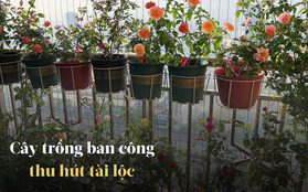 Ban công nhà giàu chuộng nhất 5 cây cảnh này: Thanh lọc không khí, tốt cho sức khỏe lại giúp chủ nhân hút may mắn