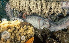 Bí ẩn về loài bạch tuộc chỉ sinh sản một lần và bảo vệ con cái của chúng cho đến hơi thở cuối cùng!